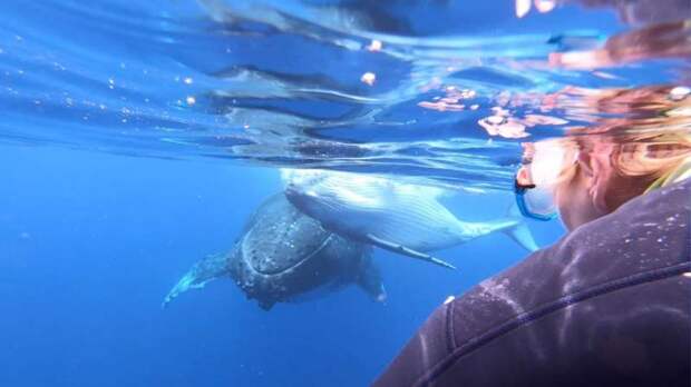 Горбатый кит с китенком подплыли к снорклерам