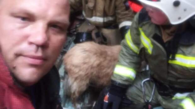 Спасатели вытащили собаку из затопленного подвала дома на Ленина в Ростове
