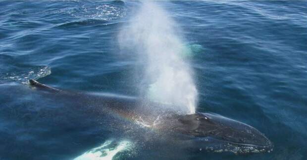 Синий кит поднялся на поверхность, чтобы набрать воздуха.