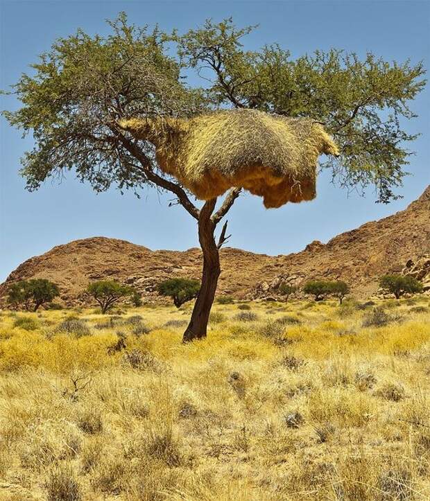 Птицы-ткачи, живущие в пустыне Калахари, плетут необычные гнезда огромных размеров. гнезда, красота, птицы, удивительное, фауна