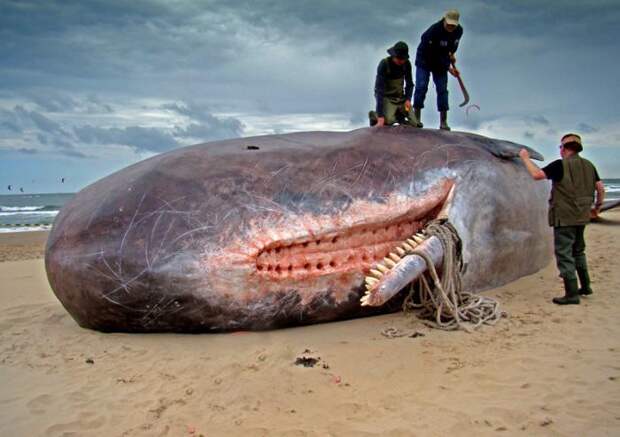 Крупнейший зубатый кит. Размеры кита