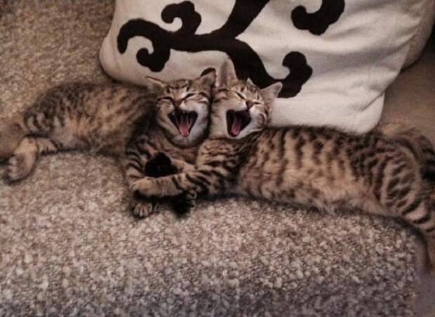 Котята