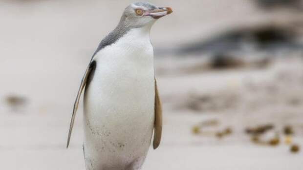 Жовтоокий пінгвін
