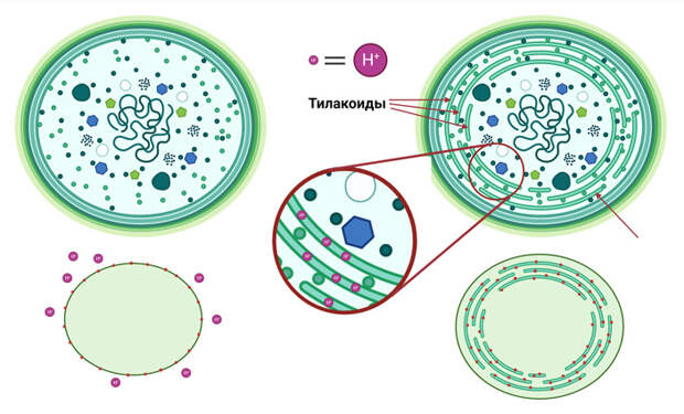 Рис. 4. Различия в устройстве и процессе фотосинтеза глеобактерий и цианобактерий современного типа