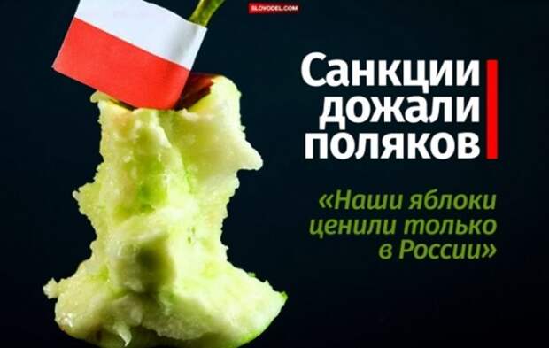 САНКЦИИ ДОЖАЛИ ПОЛЯКОВ: «НАШИ ЯБЛОКИ ЦЕНИЛИ ТОЛЬКО В РОССИИ»