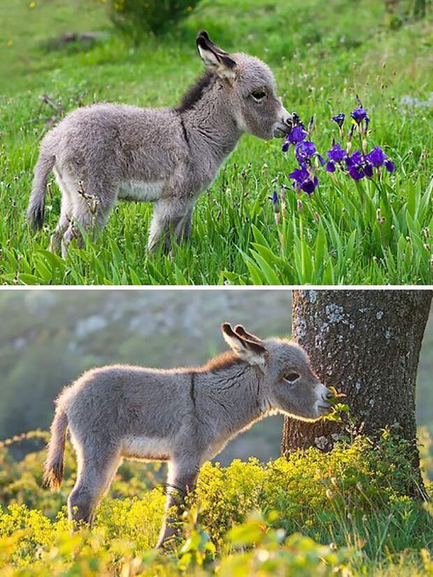 25 очаровательных маленьких осликов, которые сделают ваш день Ослики, детеныши, животные, мило, мимиметр, ослик, природа, фото