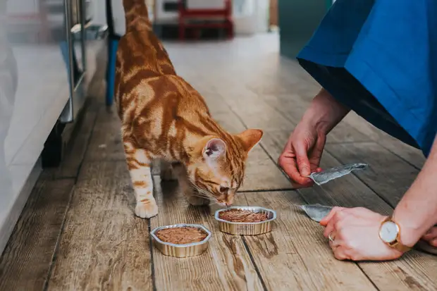8 причин, почему кошки закапывают еду: плохой корм или инстинкт