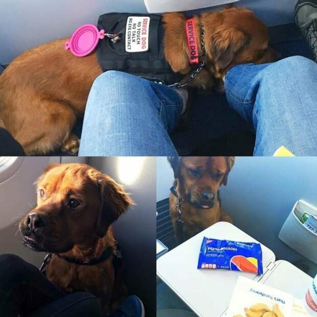 Стоит ли брать собак в салон самолета?