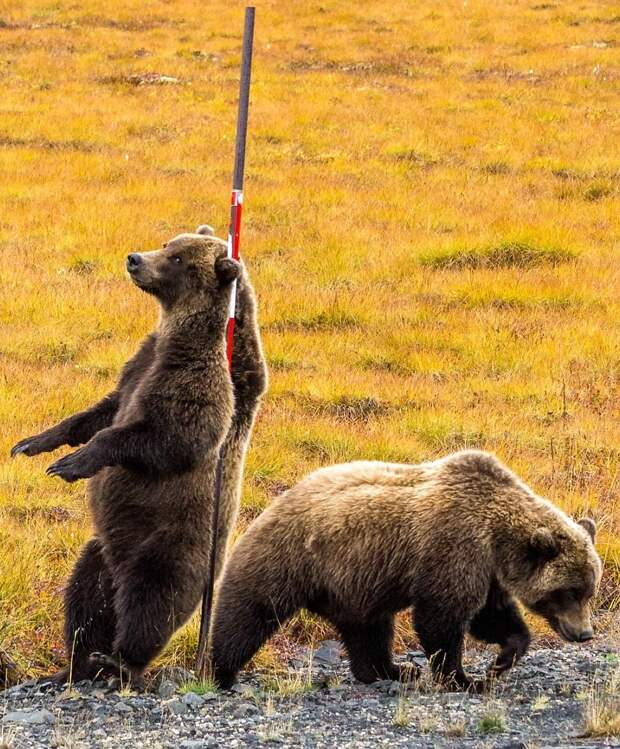 Трутся спиной медведи: гризли нашли на обочине дороги идеальный столб, чтобы почесаться животные, медведи, момент, почесал, спина, столб, фотограф