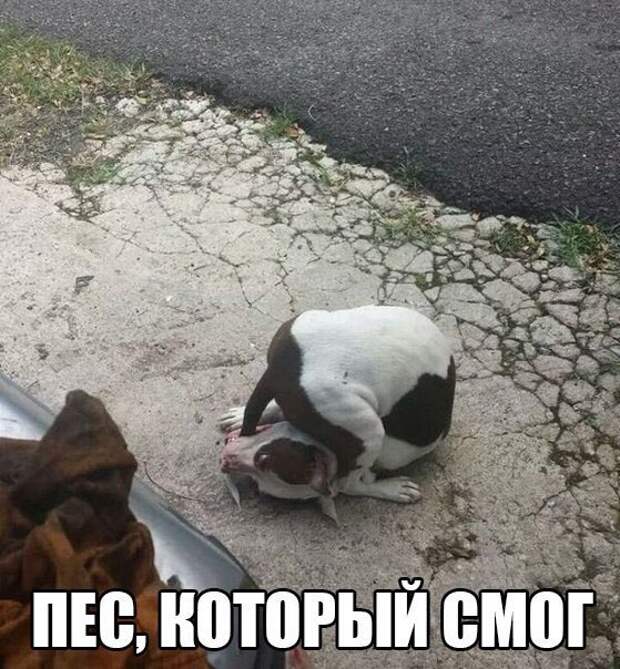 Прикольные картинки и фото с надписями для настроения (11 фото) Прикольные картинки и фото с надписями для настроения (11 фото)