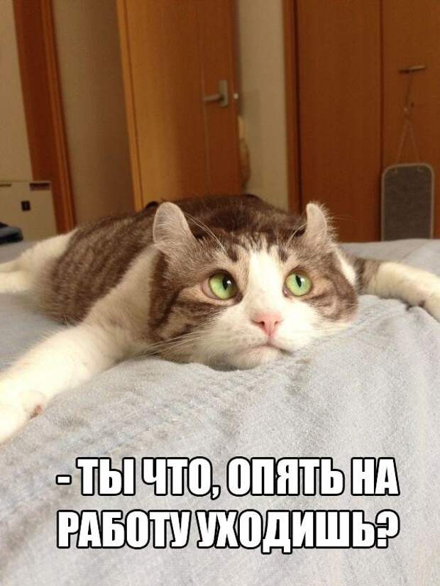 Смешные картинки с надписями прикол, юмор