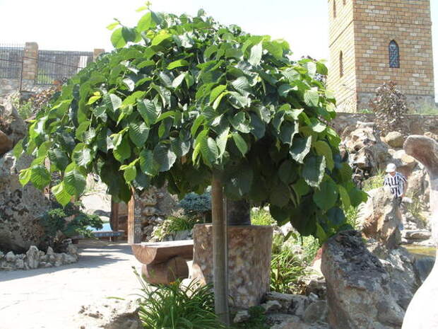 Вяз шершавый Pendula, фото автора