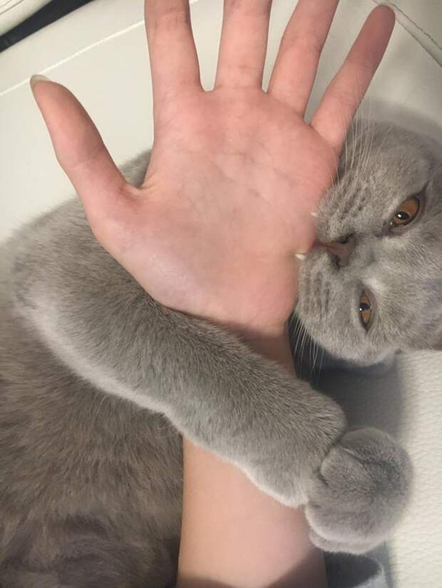 20 фотографий котов, которые решили показать всем свои зубы, но вызвали не страх, а только умиление