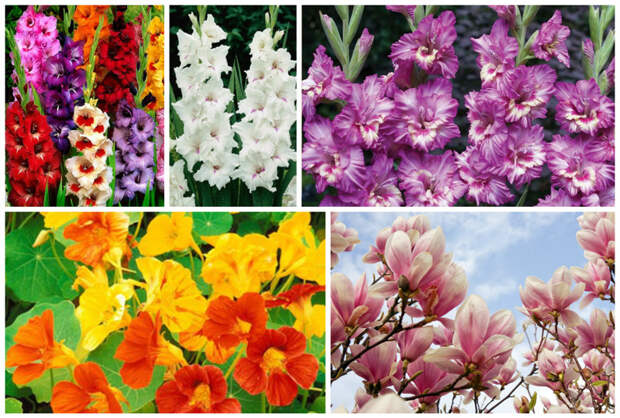 Чтобы подчеркнуть достоинство, гордость и благородство в траурные композиции включают помимо вышеописанных цветов - гладиолусы, настурцию, магнолию. смерть, траурные, факты, цветы