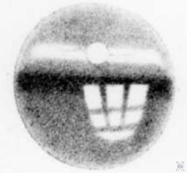 Одна из оптограмм кролика Вильгельма ...