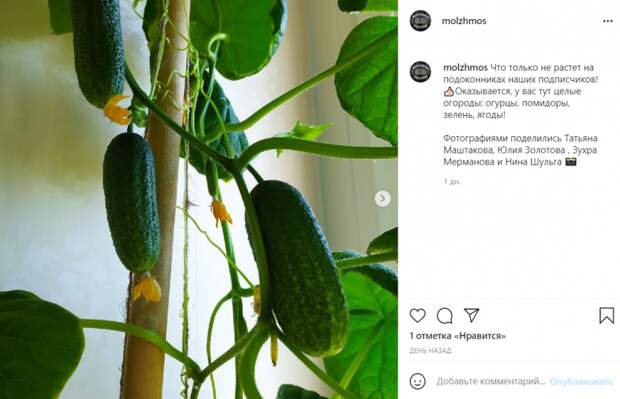 Фото дня: жительница Молжаниновского выращивает огурцы в квартире