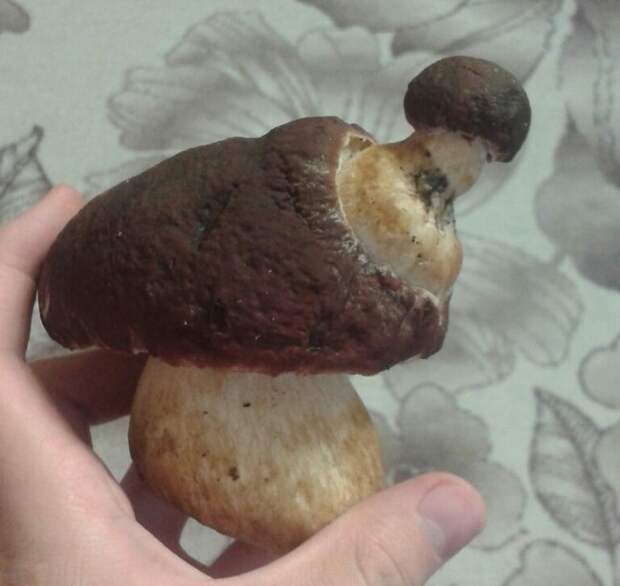 Друзья, что вам напоминает этот гриб? грибы, лес, прикол, юмор