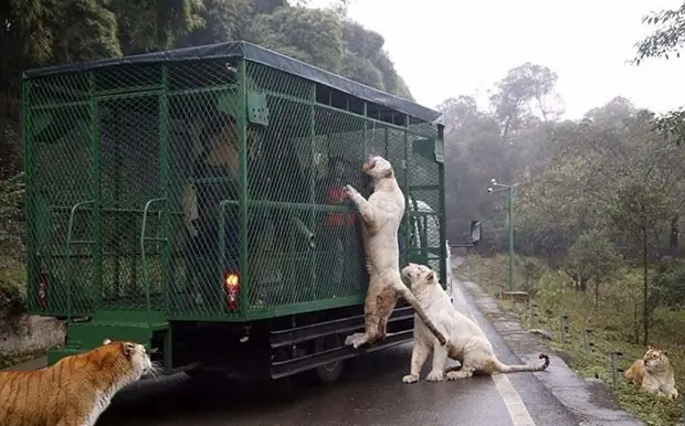 В зоопарке в Китае люди сидят в клетке, пока дикие животные на них смотрят