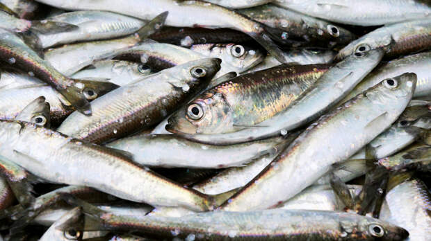 Сезон корюшки в Петербурге стартует с 15 апреля