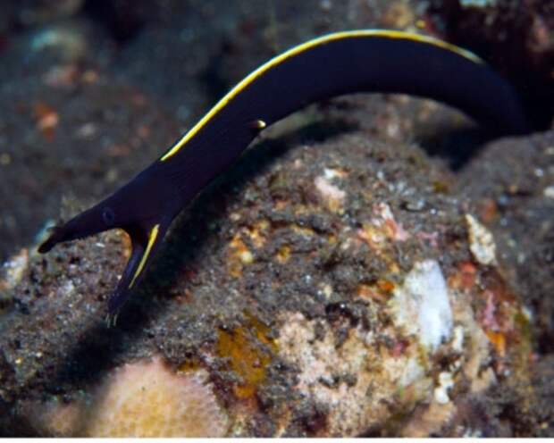 Голубой ленточный угорь или ленточная мурена (лат. Rhinomuraena guaesita) (англ. Ribbon eel)
