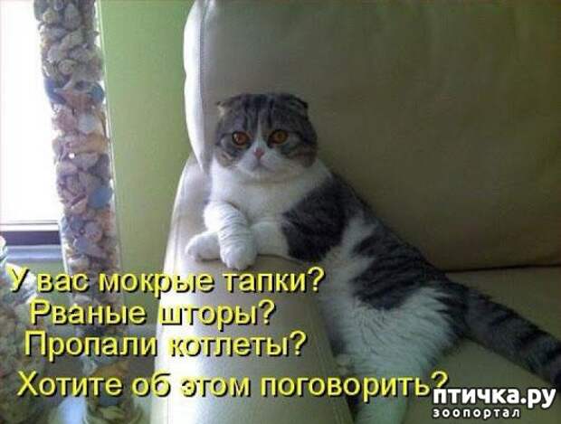 фото 12: Забавные истории про котов)))