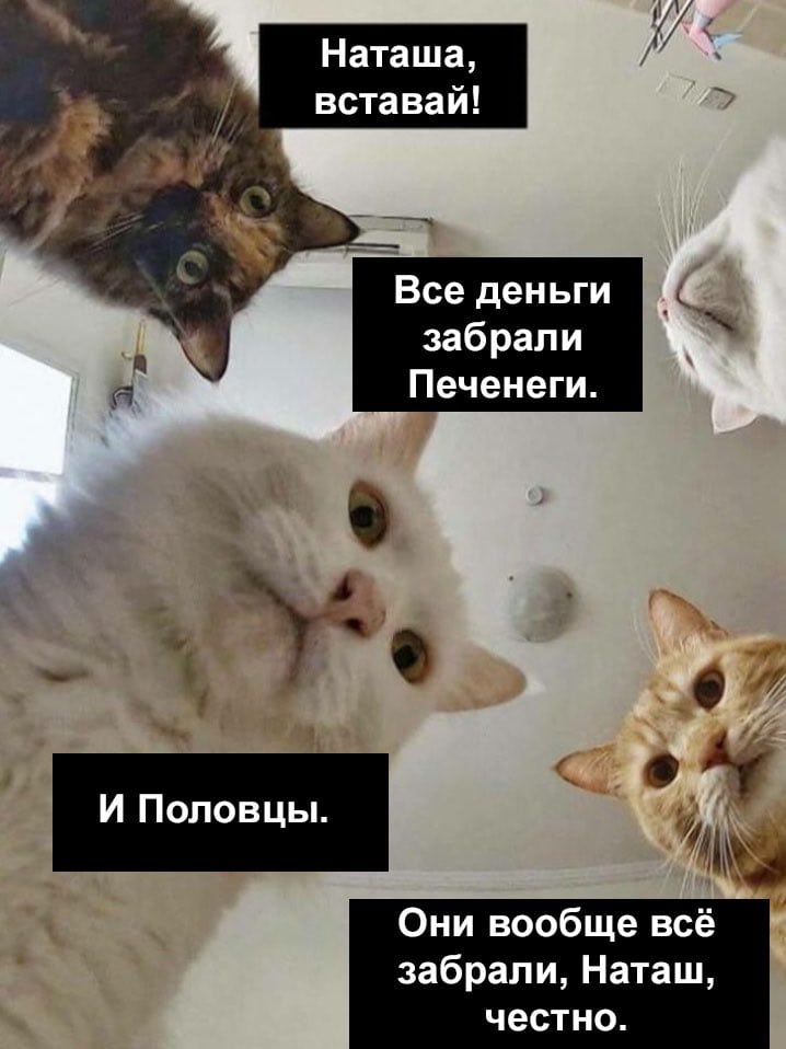 «Наташ, вставай, мы всё уронили»: откуда взялись мемы про Наташу и котов, которые теперь буквально везде