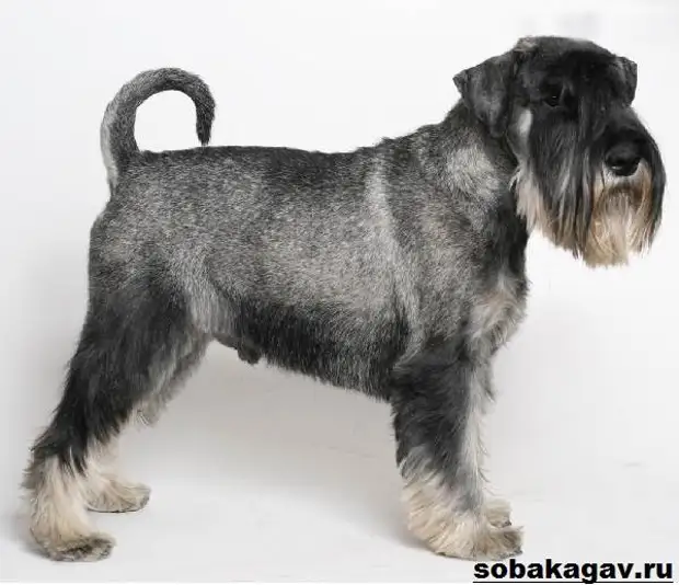 Миттельшнауцер собака. Описание, особенности, уход и цена миттельшнауцера