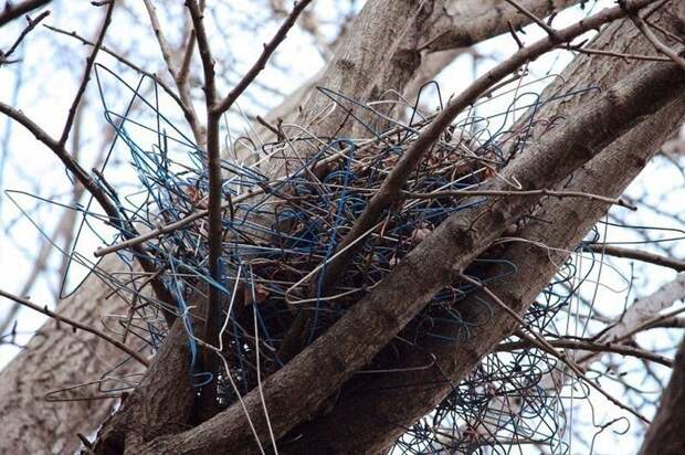 Самые умные птицы: городские вороны запоминают лица и строят гнезда из вешалок
