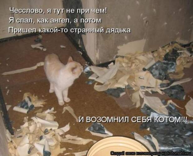 Свежая котоматрица на Бугаге (37 фото)