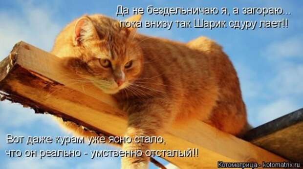 Свежая котоматрица для всех (20 шт)