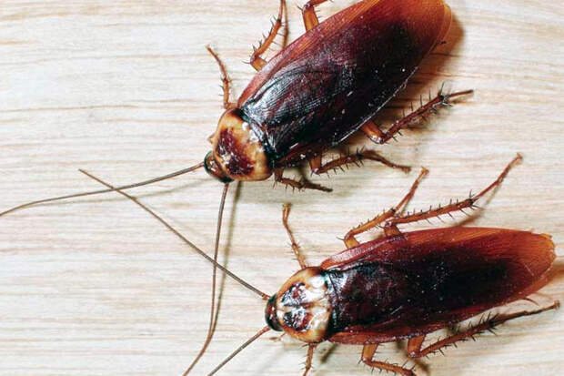 Эффективные методы уничтожения тараканов в офисе