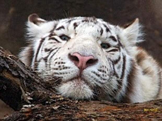 Белые тигры 8