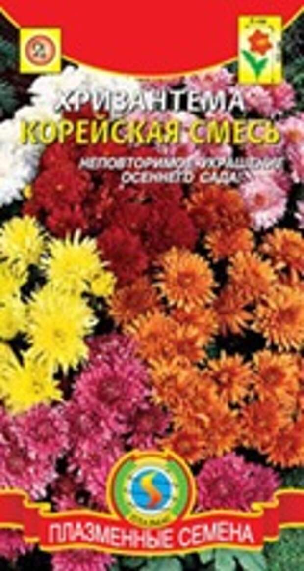 Купить семена хризантемы Купить семена хризантемы