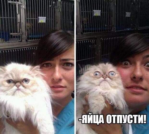 Смешные картинки с надписями прикол, юмор