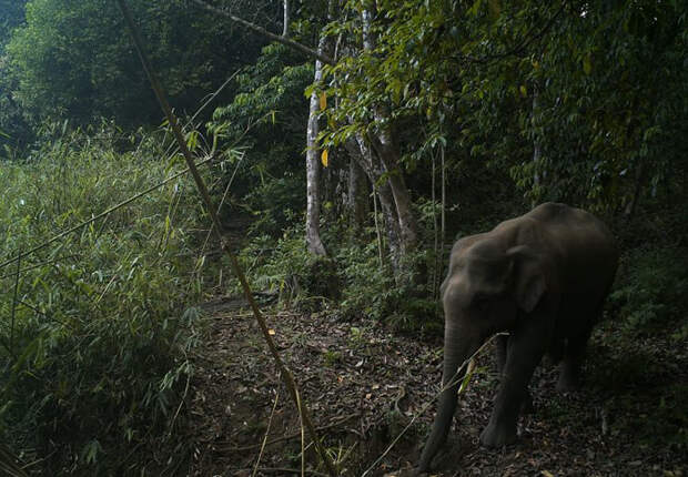 В заповеднике живут азиатские слоны.