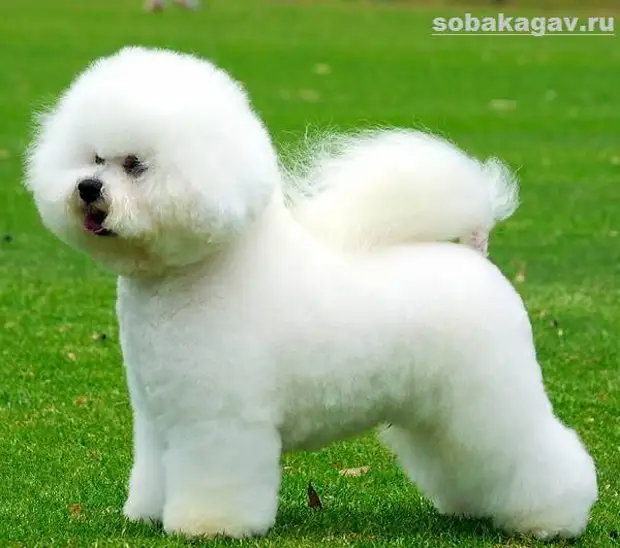 Бишон фризе собака. Описание, особенности, уход и цена бишон фризе