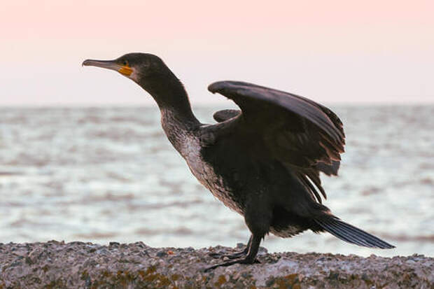 Чёрный баклан опасно расплодился на водоемах и теперь массово поедает рыбу. Самая тяжелая ситуация на Кубани