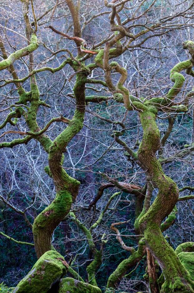 Дикие леса в Дербишире, Англия