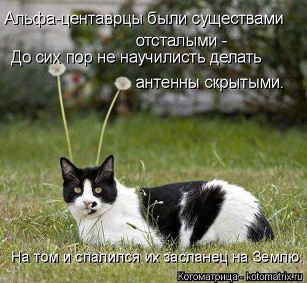 Лучшие котоматрицы недели (50 фото)