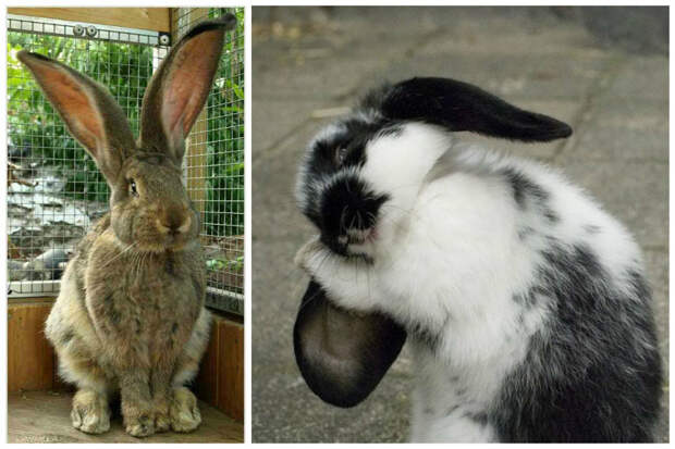 Максимальная официально зарегистрированная длина ушей кролика — 80 см интересное, кролик, опасность, породы, факты