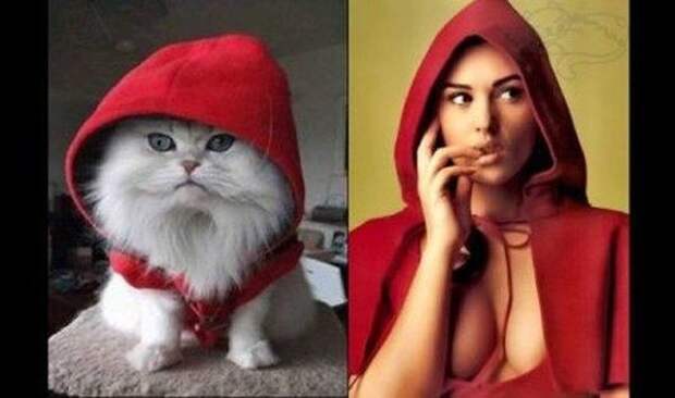 коты воссоздают фотографии, коты  кошки фотографии моделей, коты повторяют фото моделей