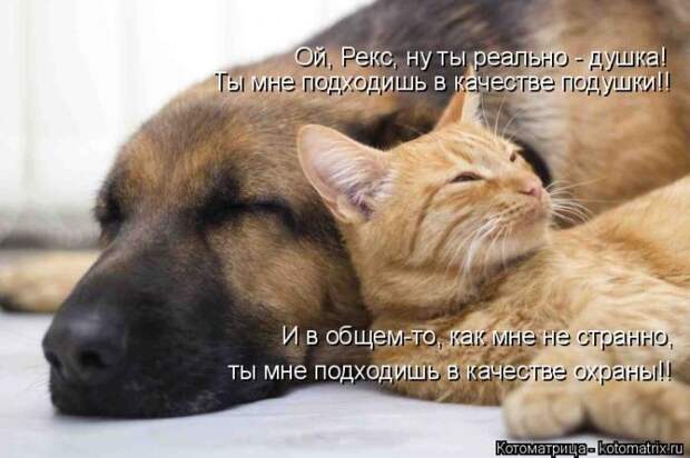 Лучшие котоматрицы недели (50 фото)