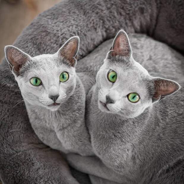 russian-blue-cats-4.jpg russian-blue-cats-4.jpg