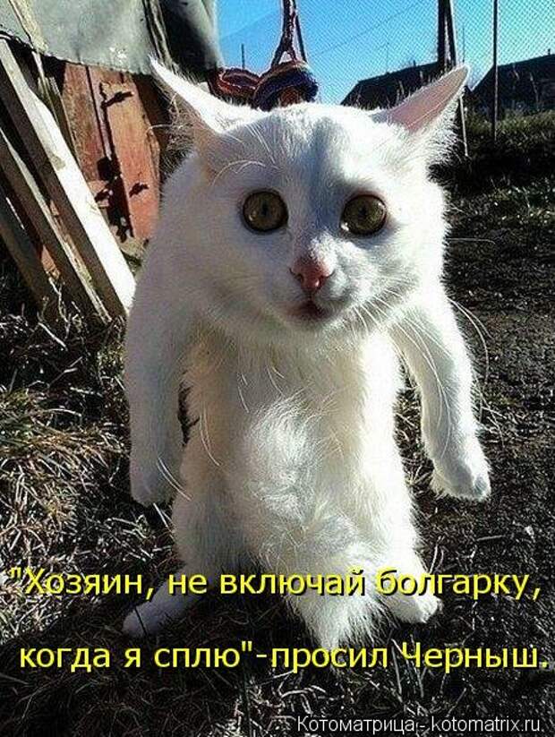 Новая котоматрица (44 шт)