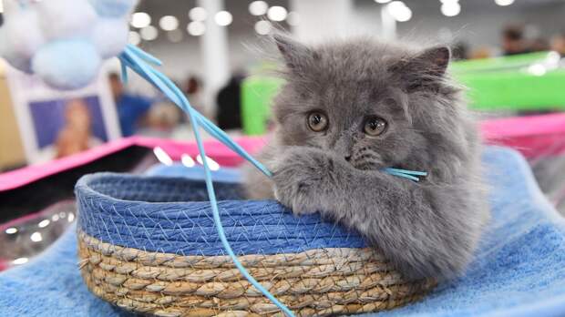 Ученые нашли у кошек генетические изменения, способные помочь в лечении рака