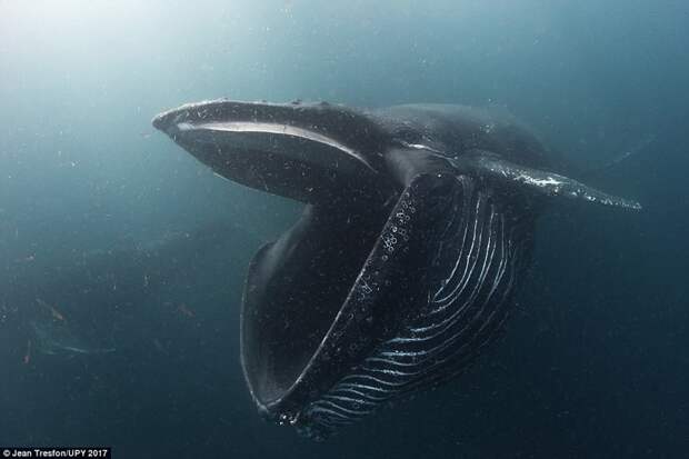 Горбатый кит кормится рачками в нескольких километрах от Хаут-Бея, Южная Африка Underwater Photographer of the Year, животные, под водой, фото