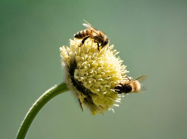 В Перу безжальных пчёл впервые в истории наделили юридическими правами