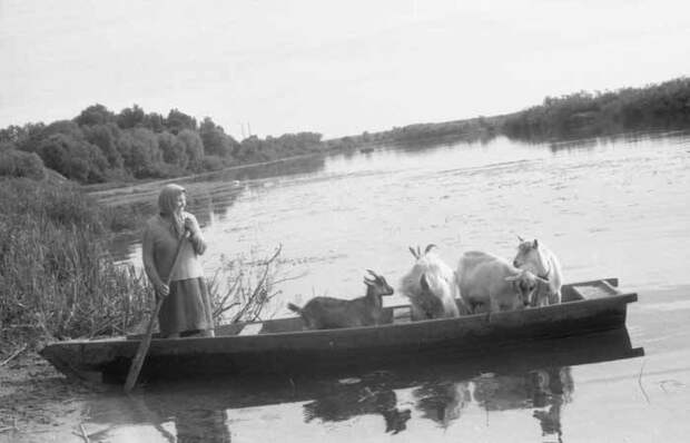 Каждый день летом сельчанка на лодке переправляла своих коз на другой берег реки Сож, чтобы животные вдоволь насытились свежей травы Обычные люди, архив, белоруссия, ностальгия, снимки, советская жизнь, фотография