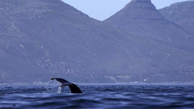 Выброшенного на берег кита спасли в Бельгии