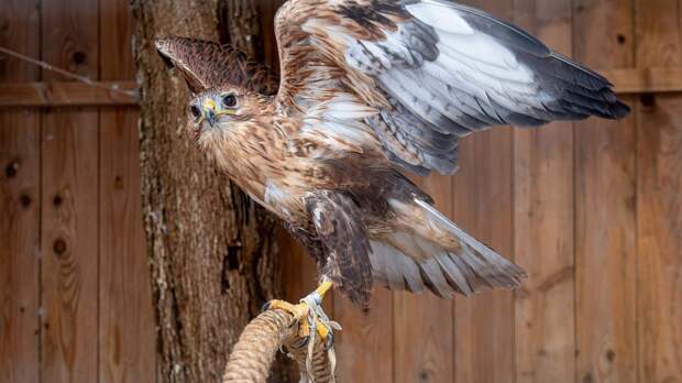 Растят трех ястребов из разоренного гнезда: в Крыму спасли обреченных на гибель крылатых хищников